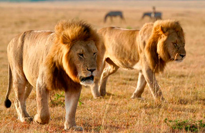 2-male-lions